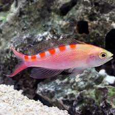 Flavoguttatus (Red Saddled) Anthias. **Local Pickup Only**