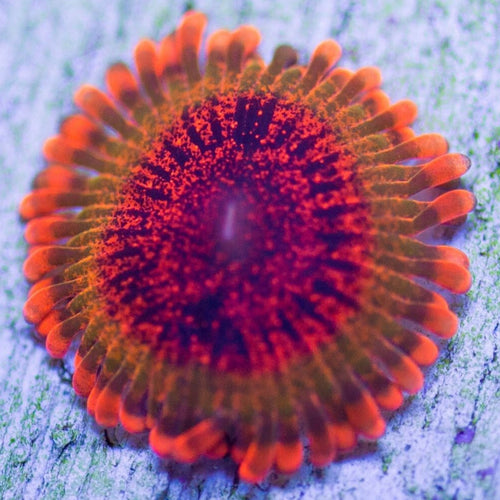 Speckled Krakatoa (priced per polyp)