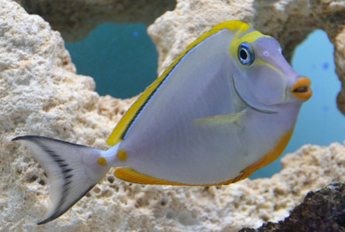 Blonde Naso Tang - VS