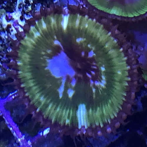 Grandis Zoas Palys (priced per polyp)