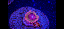 Load image into Gallery viewer, Speckled Krakatoa (priced per polyp)