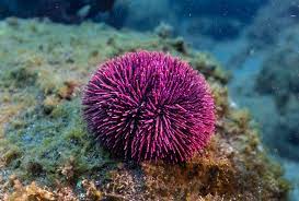 Purple Urchin