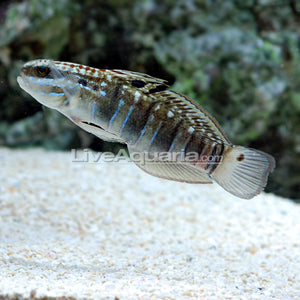 Dragon Goby. **Local Pickup Only**