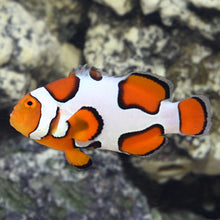 Load image into Gallery viewer, Premium Picasso Clownfish