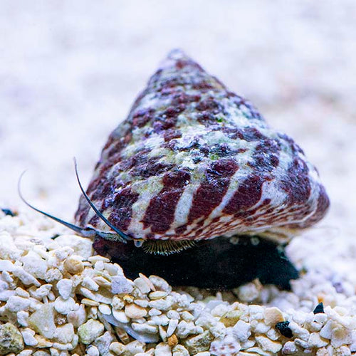 Assorted Snails. **Local Pickup Only**