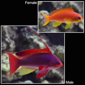 Lyretail Anthias Female