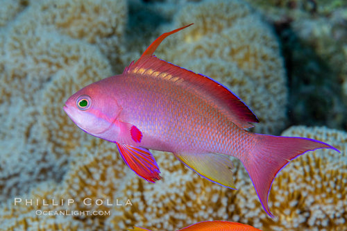 Anthias Lyretail Male