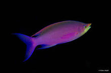 Load image into Gallery viewer, Purple Queen Anthias - SDC