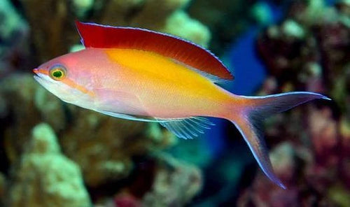 Dispar anthias - SDC