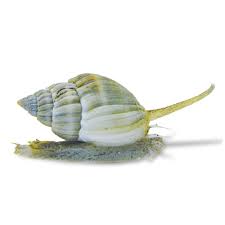 Nassarius snail