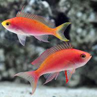 Randall's Anthias. **Local Pickup Only**