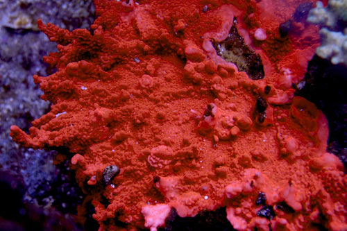 SPS - Setosa Coral