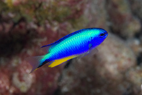 Alleni Damsel (indo damsel)