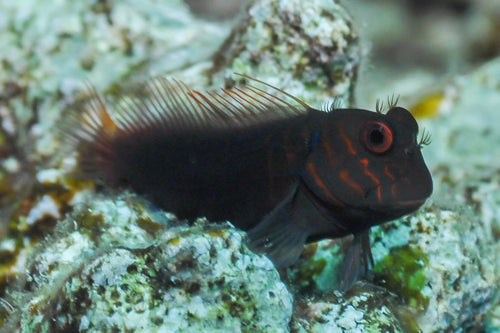 Chestnut Eyelash Blenny (black)