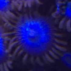 Tubbs Blue (priced per polyp)