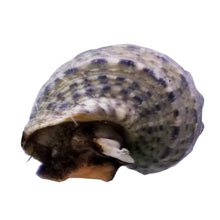 Load image into Gallery viewer, Assorted Snails. **Local Pickup Only**
