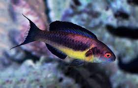 Brunneus Wrasse. **Local Pickup Only**